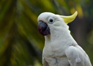 cockatoo looking for any reason to scream