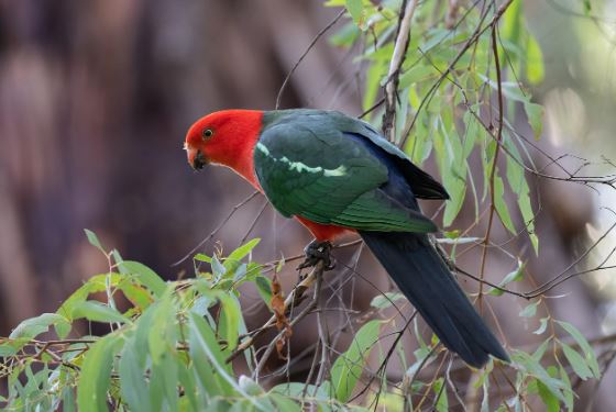 King parrot longevity