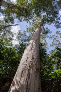 sydney tree removal