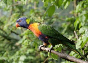 lorikeet in a tree
