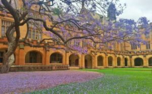 nice purple trees in Sydney Australia