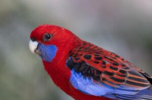 rosellas - so peaceful