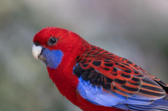 crimson rosella parakeet